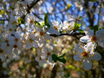 Close-up of white apple blossoms in spring