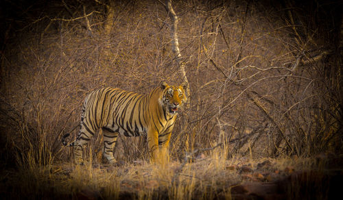 View of zebras in the forest