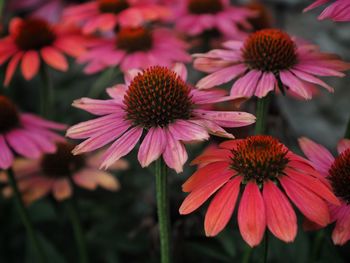 Close-up of coneflowers blooming outdoors