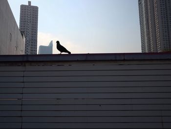 Low angle view of bird on skyscraper