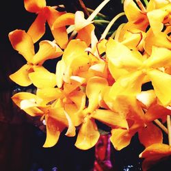 Close-up of yellow flowers blooming outdoors