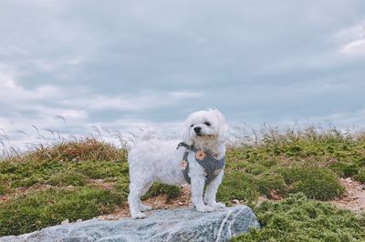White dog standing on rock against cloudy sky