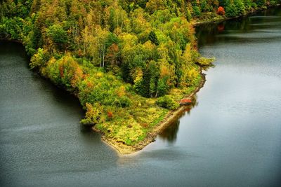 Scenic view of river in forest