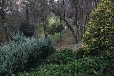 Trees growing in forest