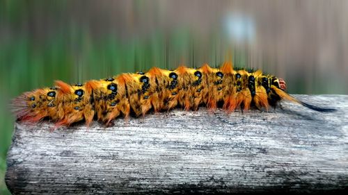 Close-up of caterpillar in water