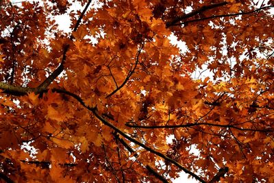 Low angle view of trees during autumn