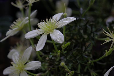 Close-up of flowers