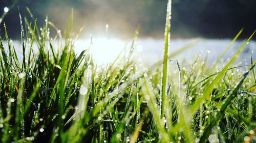 Close-up of wet grass on field in front of water