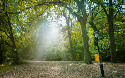 Sunlight streaming through trees in park