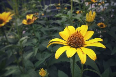 Close-up of yellow flowering plant