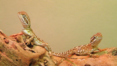 Close-up of a lizard on rock