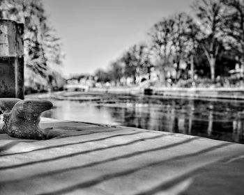 Close-up of seal on lake against trees