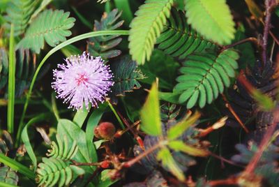 Close-up of purple flowering plant