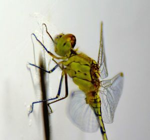 Close-up of grasshopper