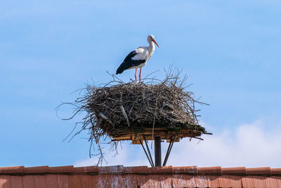 Low angle view of bird perching on nest