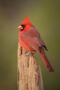 Close-up of bird perching on wood