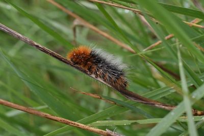 Close-up of insect on plant