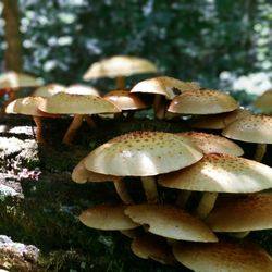 Close-up of mushrooms growing on field