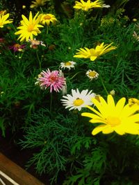 Close-up of yellow flowers