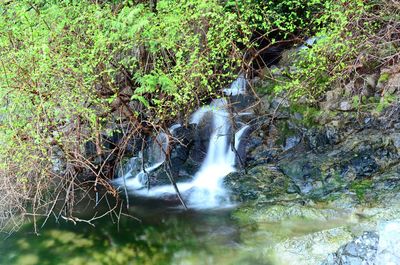 Stream flowing through forest