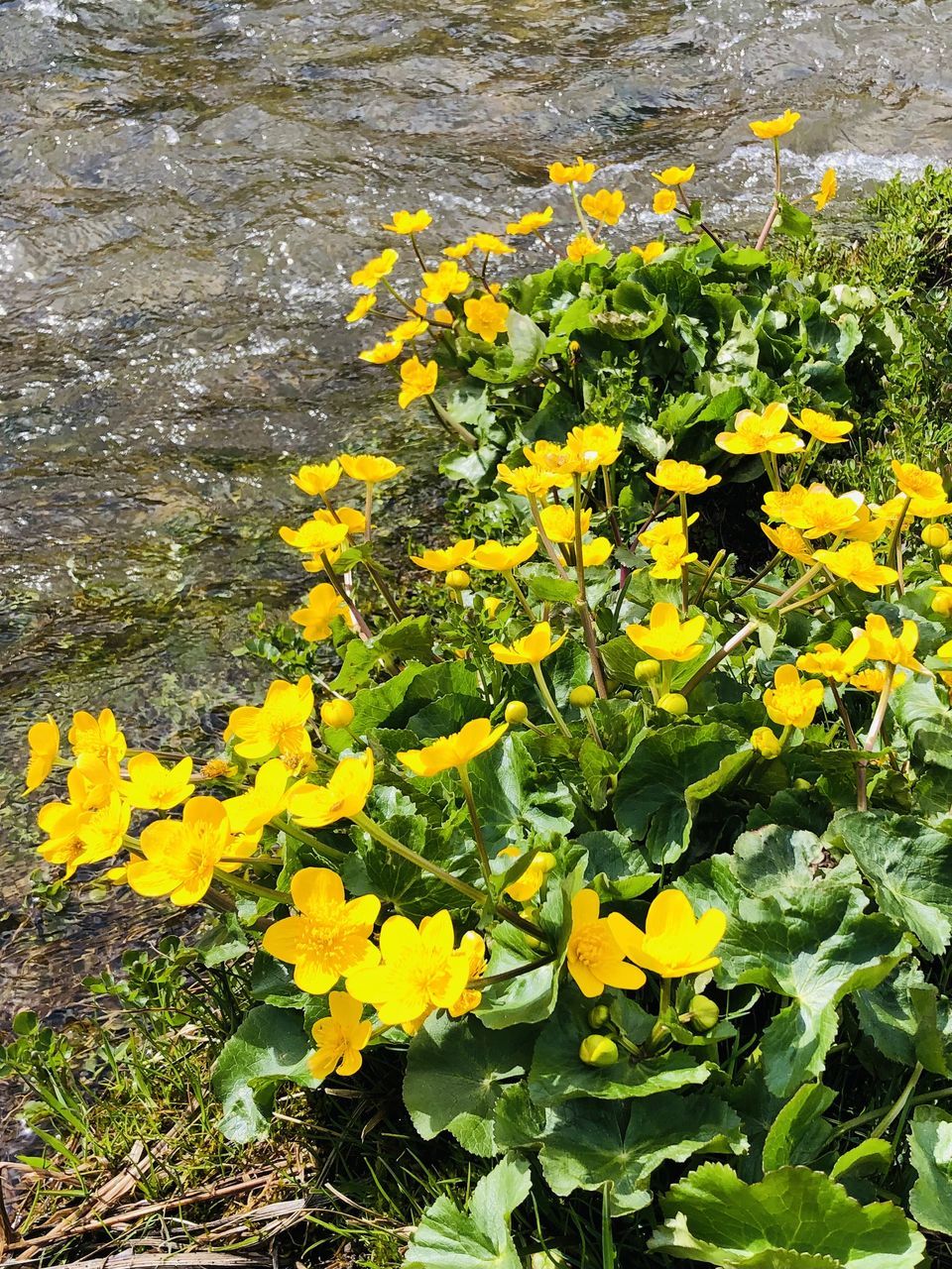 YELLOW FLOWERING PLANTS ON FIELD