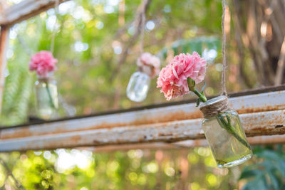 Low angle view of pink roses in jars hanging in back yard