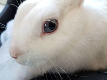 Close-up portrait of white cat