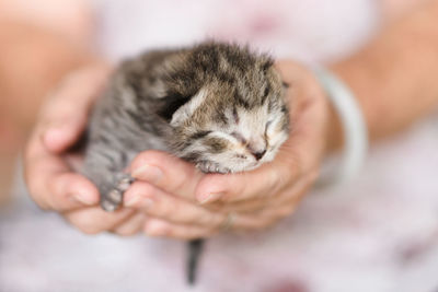 Cat sleeping on hand