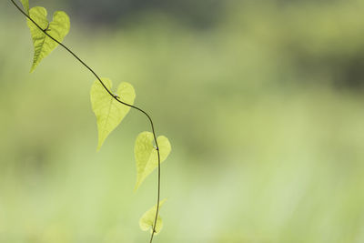 Close-up of plant leaves