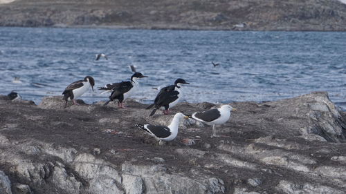 Seagulls on beach