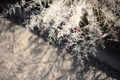 Close-up of plant against white background