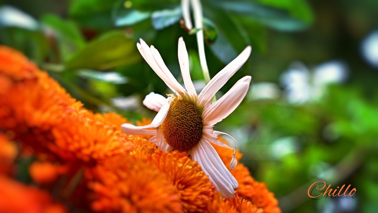 CLOSE-UP OF FLOWERS AGAINST BLURRED BACKGROUND