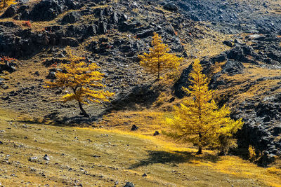 High angle view of autumn trees on land