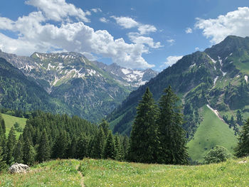 Scenic view of pine trees on field against sky