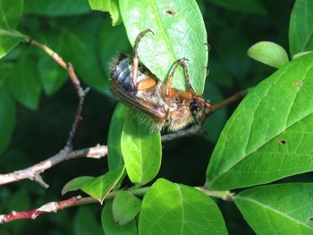 Close-up of insect on plant