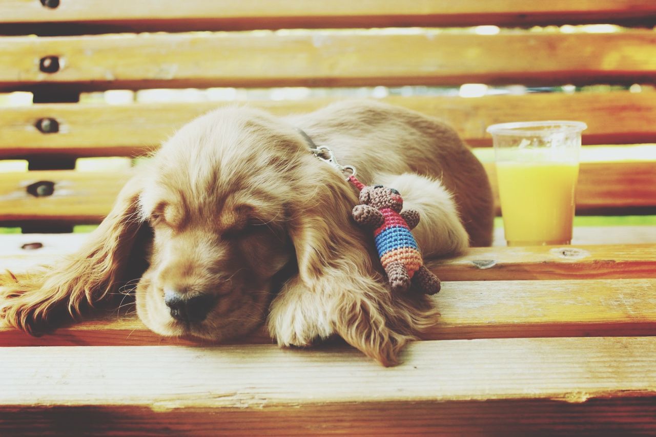 indoors, domestic animals, pets, dog, animal themes, one animal, mammal, table, home interior, close-up, food and drink, wood - material, focus on foreground, relaxation, no people, still life, sitting, food, home, glass - material