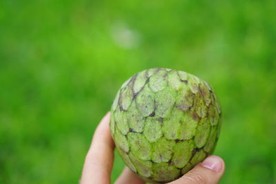 Cropped image of person holding fruit