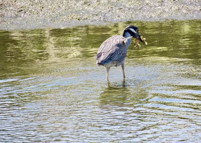 View of bird in lake