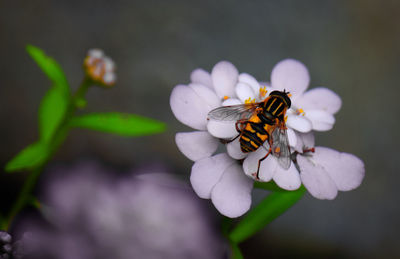 Close-up of insect on flower