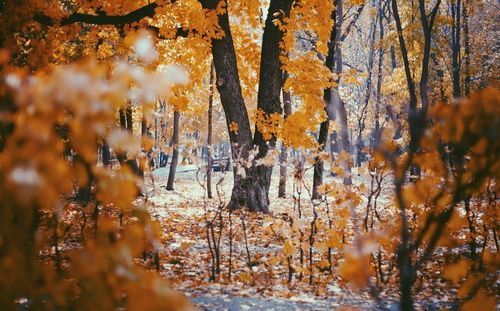 Autumnal trees on landscape