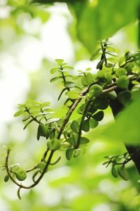 Close-up of leaves on twig