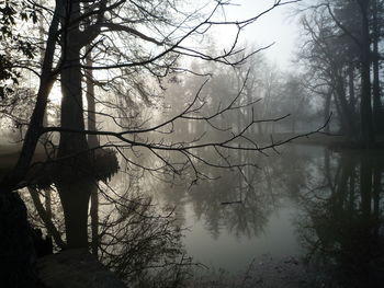 Bare trees in forest