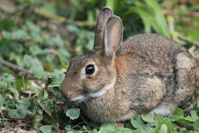 Close-up portrait of squirrel