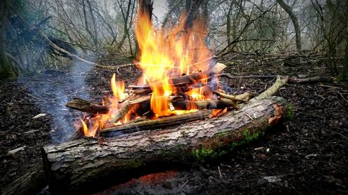 Close-up of bonfire on tree trunk in forest