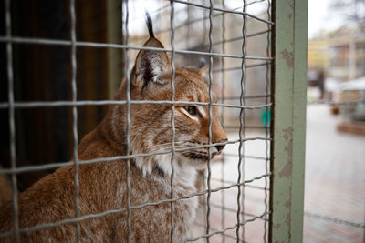 Close-up of a cat looking away