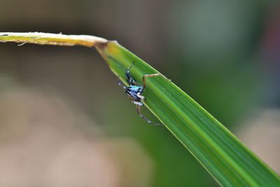 Close-up of grasshopper on leaf