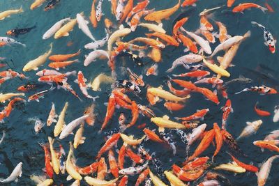High angle view of koi carps swimming in lake