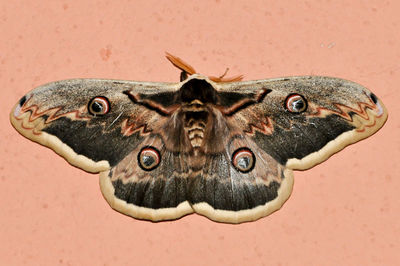 Close-up of moth