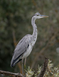 Close-up of gray heron perching on tree