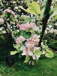 Close-up of cherry blossoms in spring